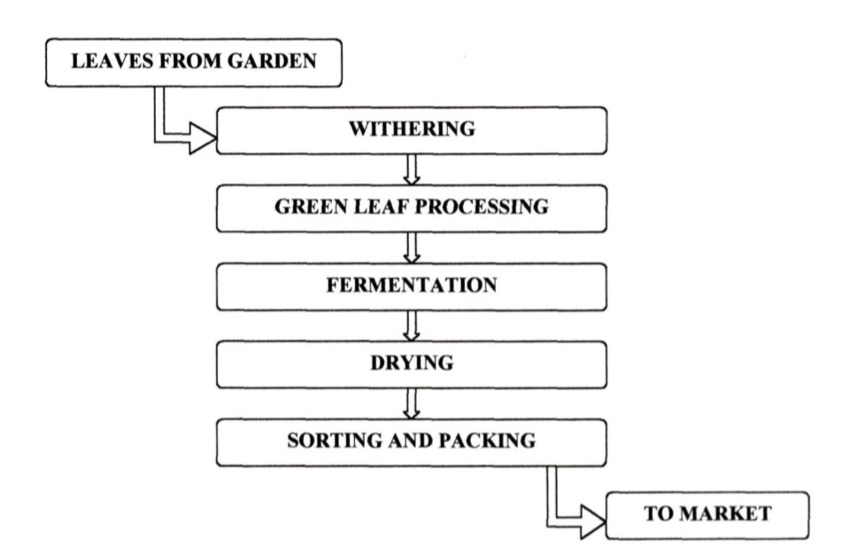 tea manufactuing process