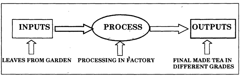 tea production process